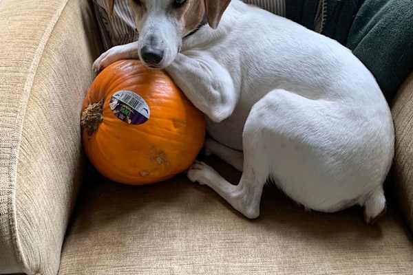 House sit in Glasgow, United Kingdom