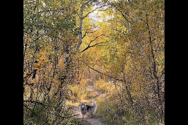House sit in Steamboat Springs, CO, US