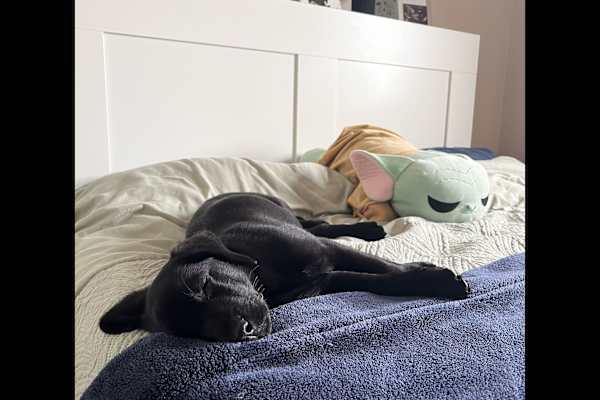 House sit in Aboyne, United Kingdom