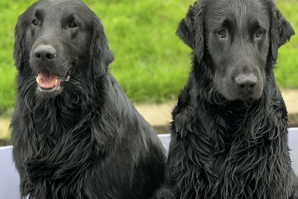 House sit in Stalybridge, United Kingdom