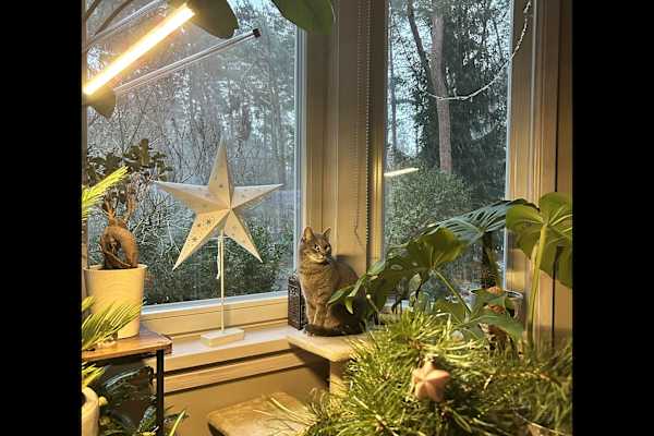 House sit in Tallinn, Estonia