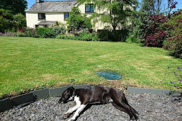 House sit in Launceston, United Kingdom