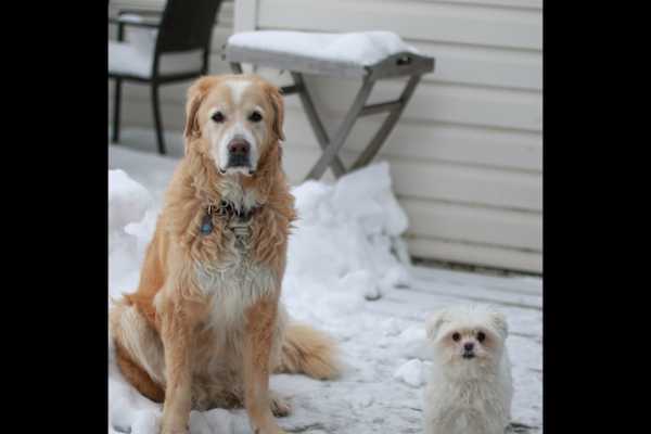 House sit in Calgary, AB, Canada