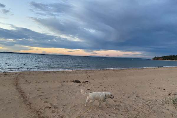 House sit in Cowes, VIC, Australia