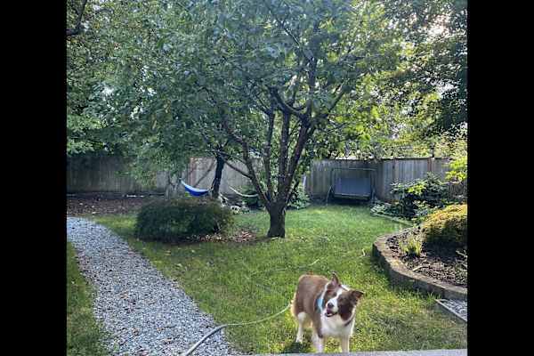 House sit in Squamish, BC, Canada