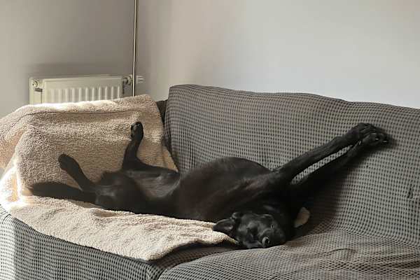 House sit in Bordon, United Kingdom