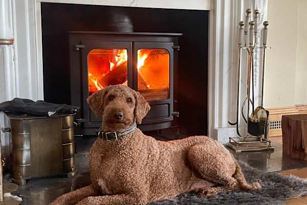 House sit in Taunton, United Kingdom