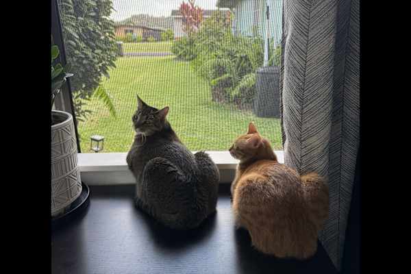 House sit in Kapa‘a, HI, US
