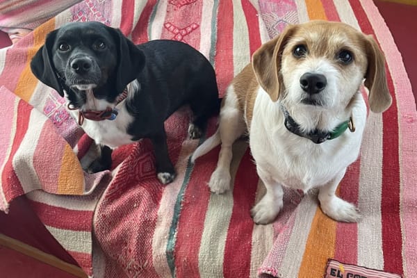 House sit in San Bruno, CA, US