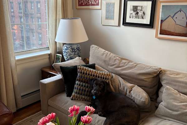 House sit in Manhattan, NY, US