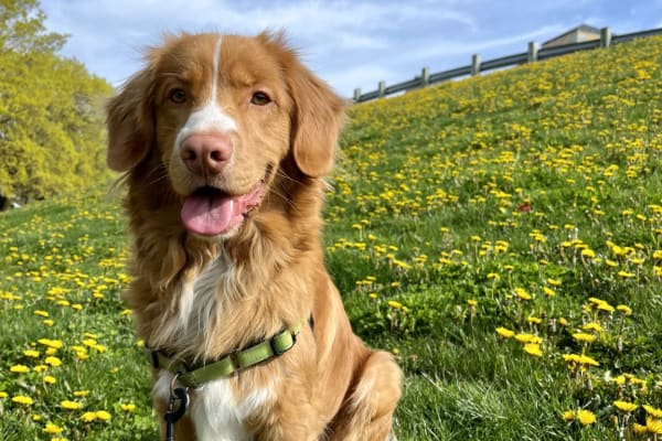 House sit in Toronto, ON, Canada