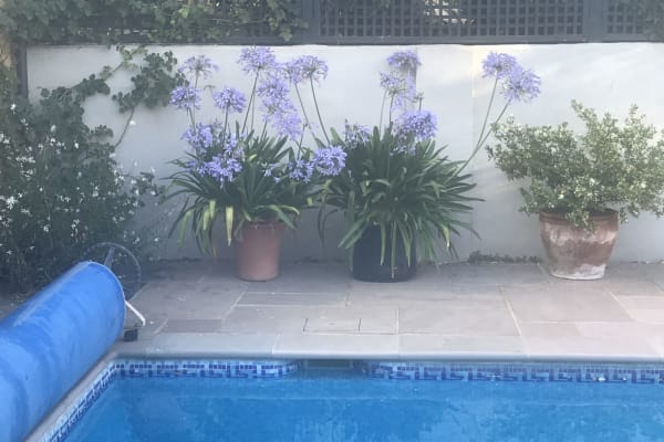 House sit in Barnes, United Kingdom