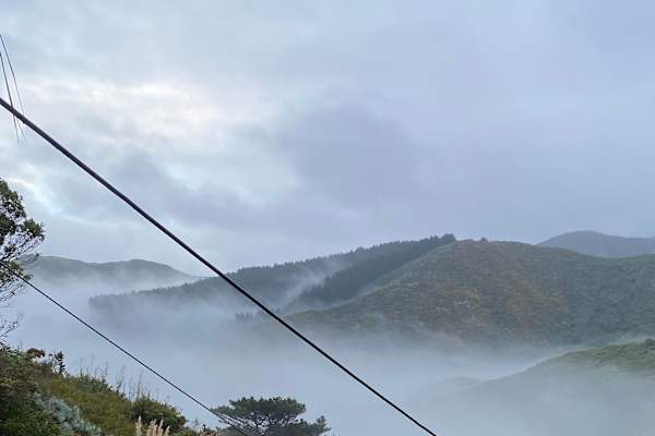 House sit in Wellington, New Zealand