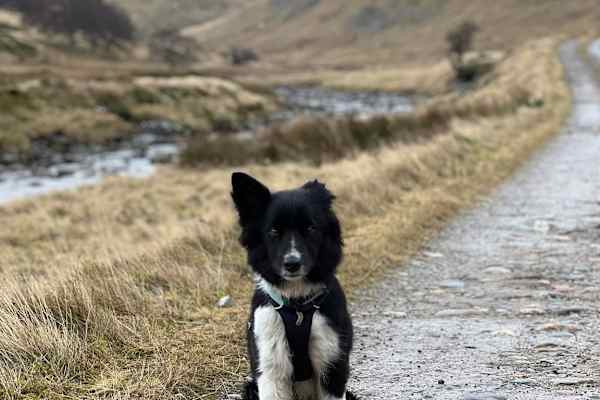 House sit in Beauly, United Kingdom