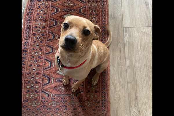 House sit in London, United Kingdom