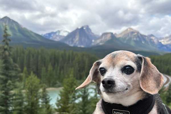 House sit in Deep Cove, BC, Canada