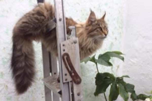 House sit in Brighton, United Kingdom