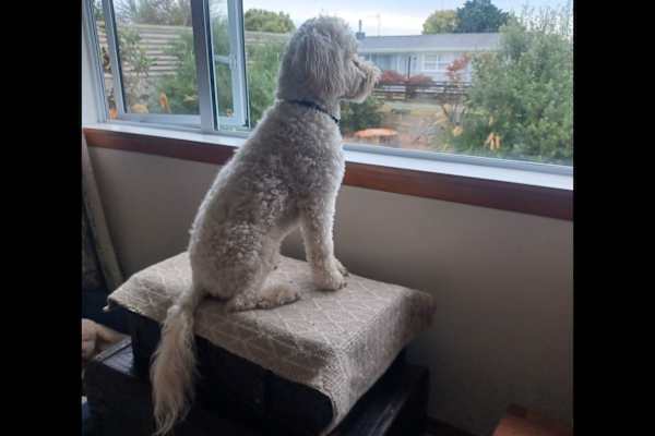 House sit in Sanson, New Zealand