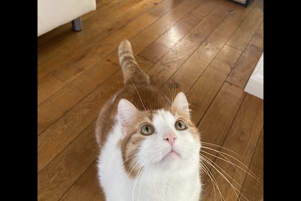 House sit in London, United Kingdom