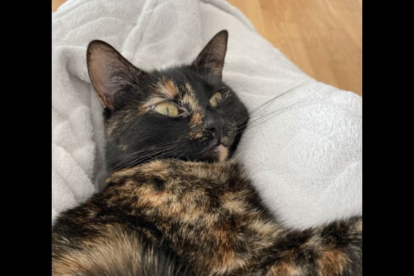 House sit in Berlin, Germany