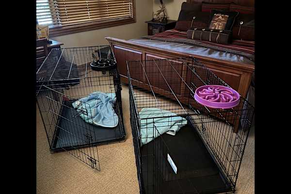 House sit in Avon, CO, US
