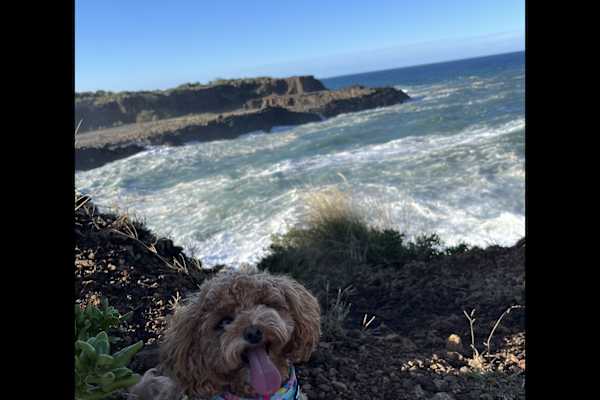 House sit in Kiama, NSW, Australia