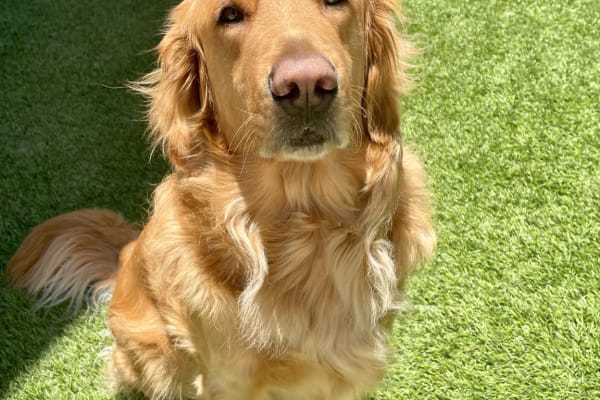 House sit in Aliso Viejo, CA, US