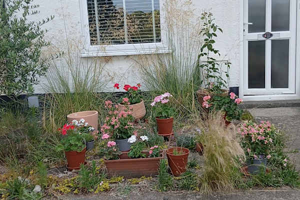 House sit in Bury St Edmunds, United Kingdom