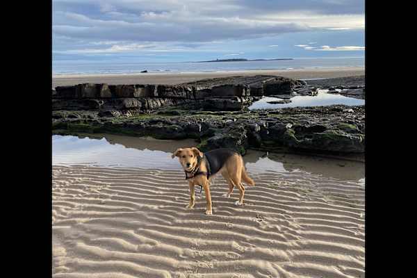 House sit in Bamburgh, United Kingdom