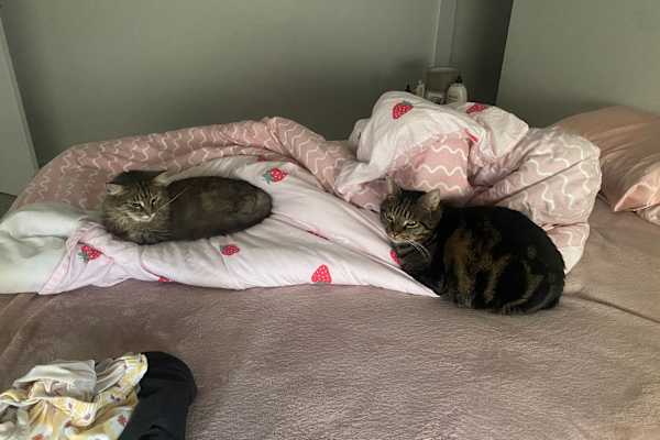 House sit in Logan City, QLD, Australia