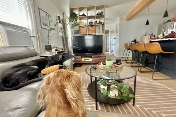 House sit in Providence, RI, US