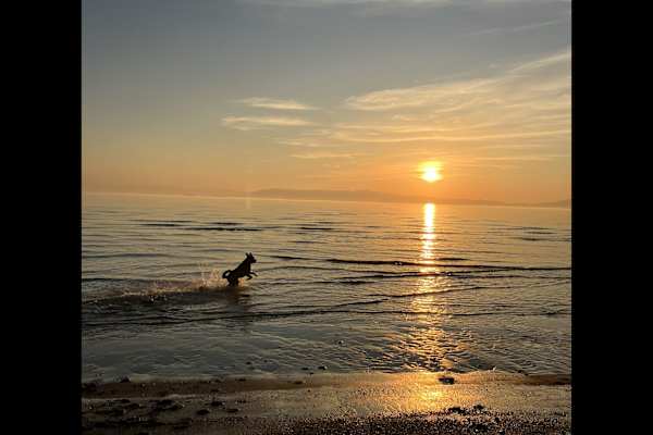 House sit in Alameda, CA, US