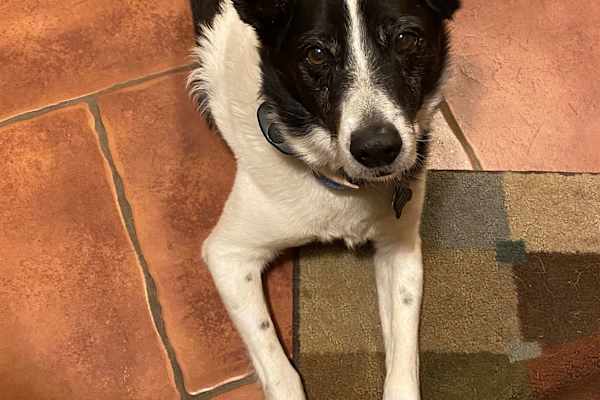 House sit in Fort Lauderdale, FL, US