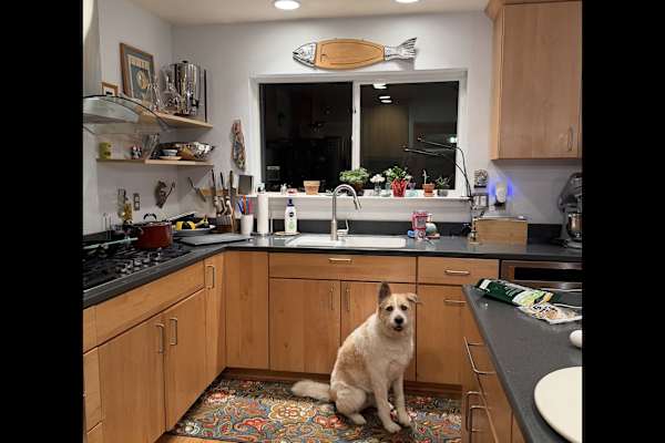 House sit in Sacramento, CA, US