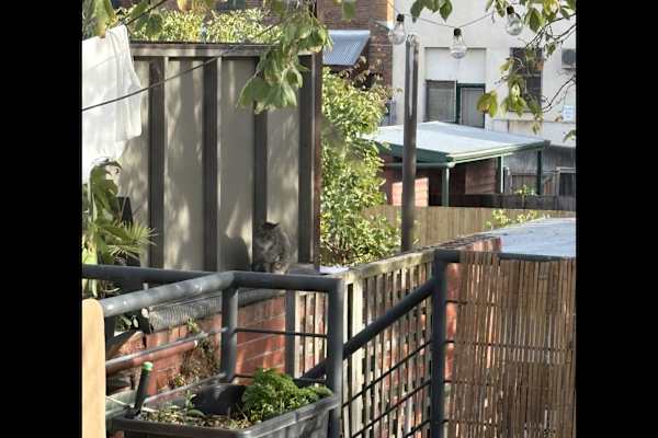 House sit in Melbourne, VIC, Australia