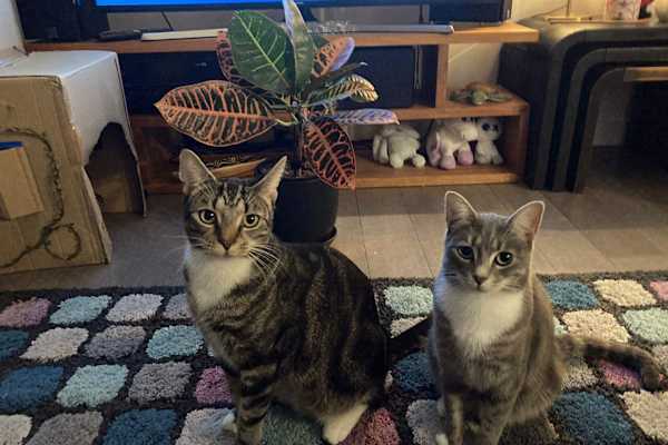 House sit in Sydney, NSW, Australia