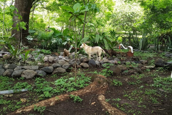 House sit in Nicoya, Costa Rica