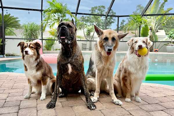 House sit in Tampa, FL, US