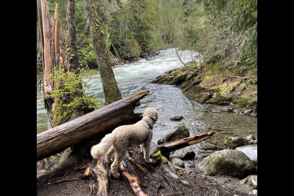 House sit in Whistler, BC, Canada