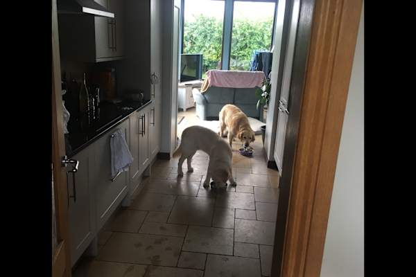 House sit in Forfar, United Kingdom