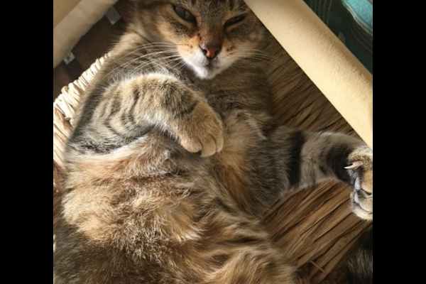 House sit in Pola de Siero, Spain