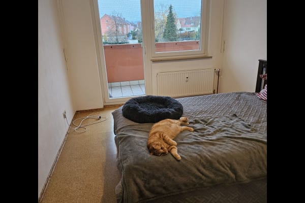 House sit in Würzburg, Germany