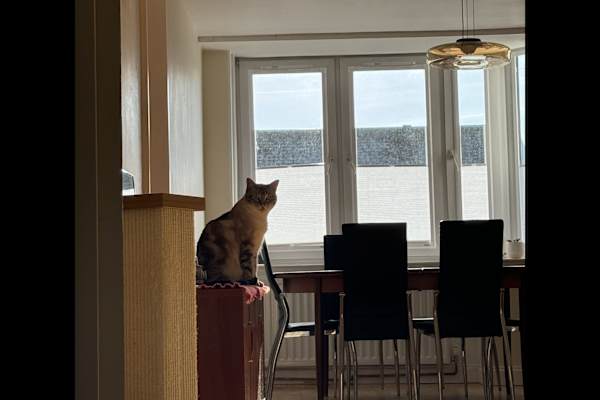 House sit in Edinburgh, United Kingdom