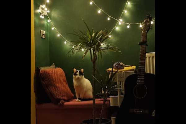 House sit in London, United Kingdom