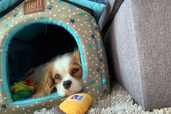 House sit in Charlotte, NC, US