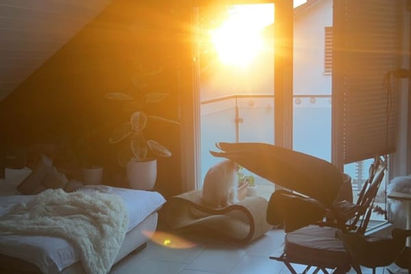 House sit in Baden, Switzerland