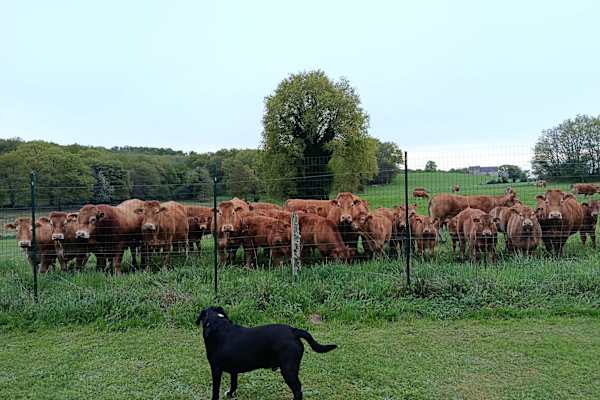 House sit in Saint-Étienne-de-Fursac, France