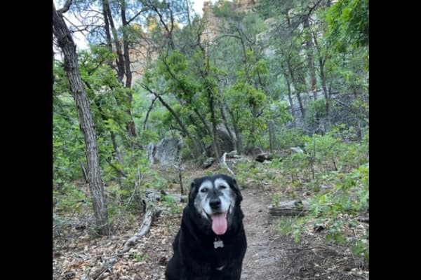 House sit in Durango, CO, US