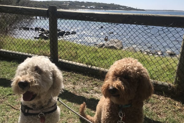 House sit in Busselton, WA, Australia