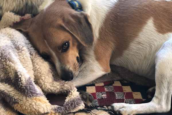 House sit in Traverse City, MI, US